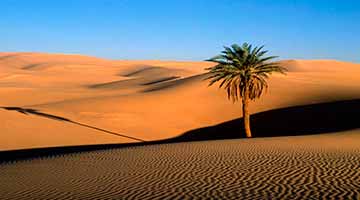 Viajes con Safaris por el desierto de Egipto