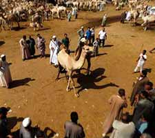 mercado de camellos en Birqash