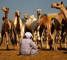 mercado de camellos en Birqash 