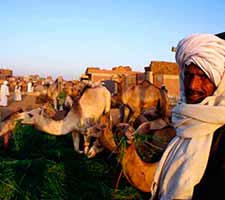 mercado de camellos en Birqash 