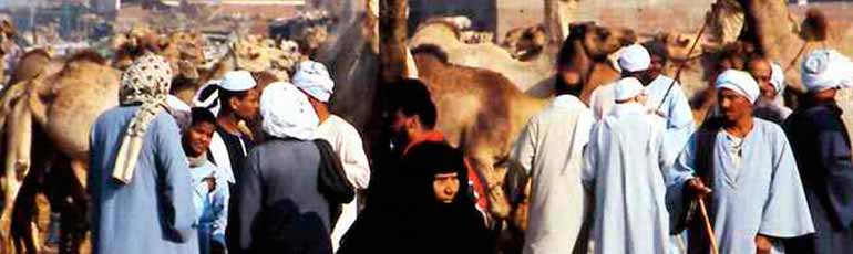 Visita al mercado de camellos en Birqash 