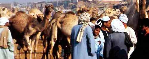 Visita al mercado de camellos en Birqash 